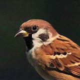 小麻雀時間軸新版